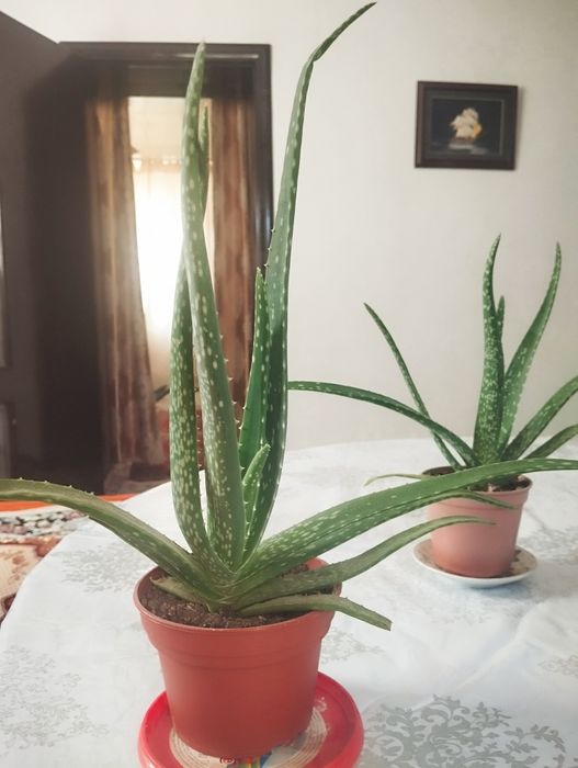 Цветы Алоэ, в наличии есть две