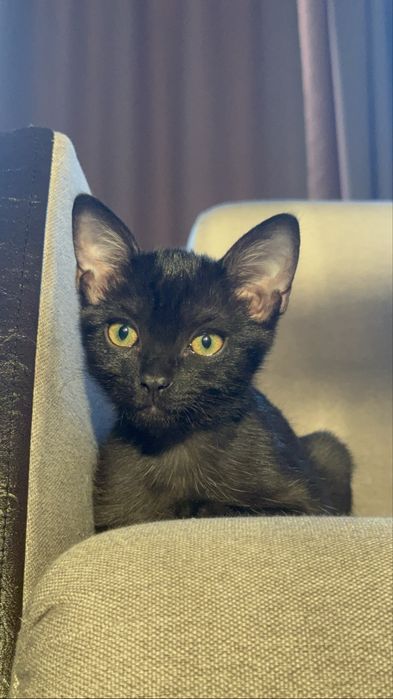 котенок ищет семью