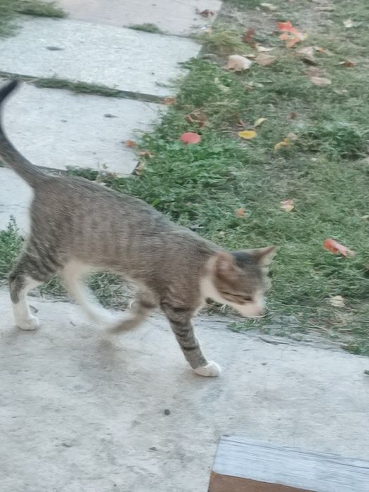 Котят бесплатно .