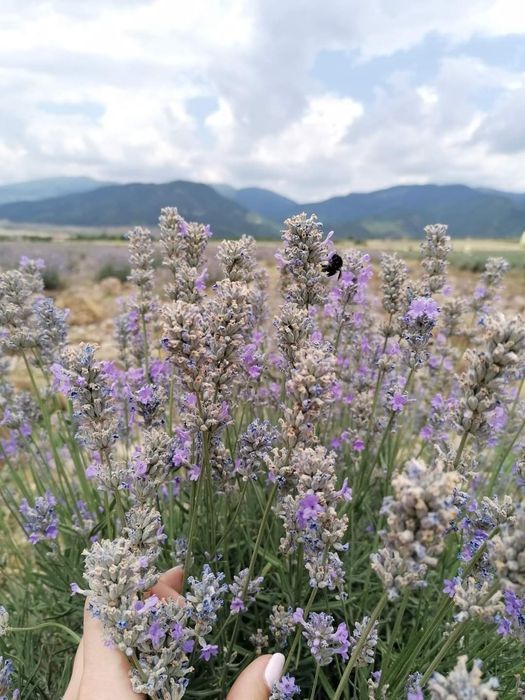 Лавандулова, Розова Вода, Етерично Лавандулово МаслоМасло