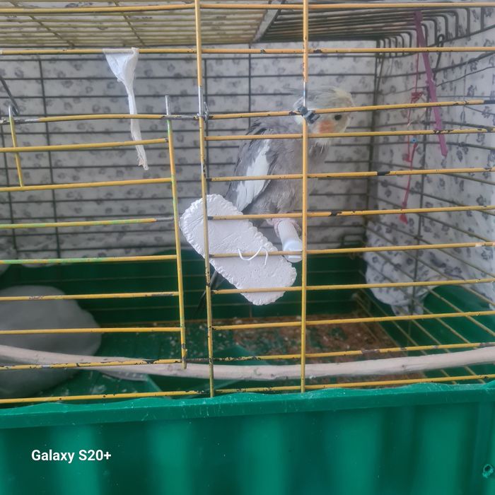 Продам попугаи Корелло очень кросивы сомец