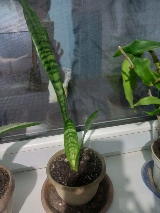 Продам домашние цветы