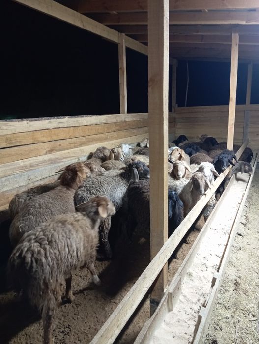 Продаются бараны