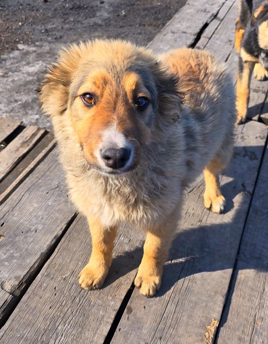 Собака щенок в добрые руки (3 месяца, девочка)