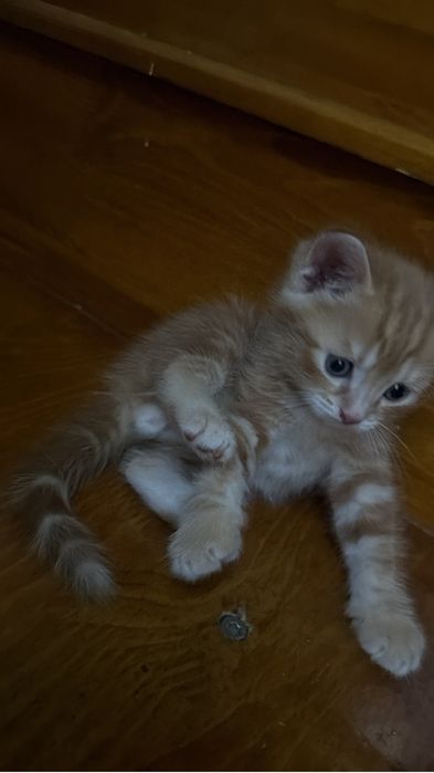 Продаются котята, мама британка