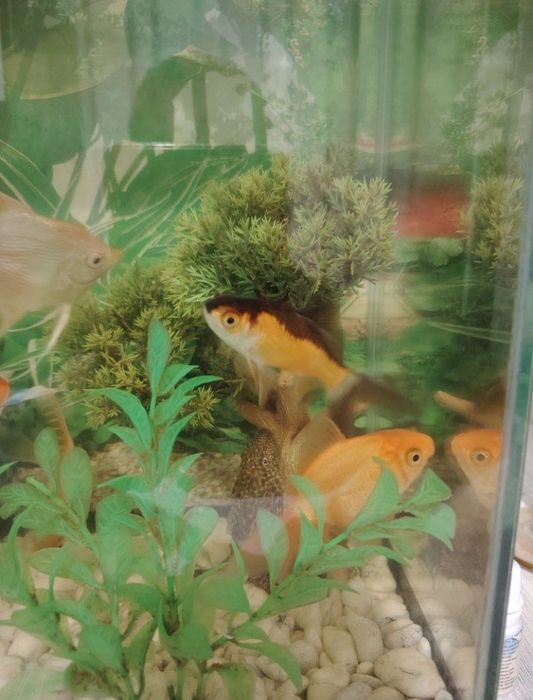 Akvarium va baliqlar sotiladi
httpАквариум