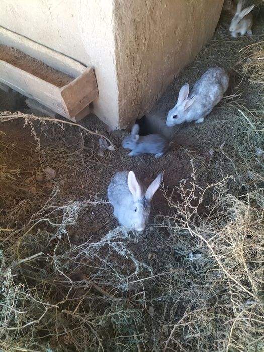 Продажа кроликов