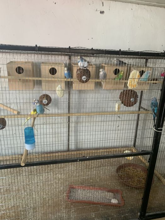 papugay andurka chex valnisti