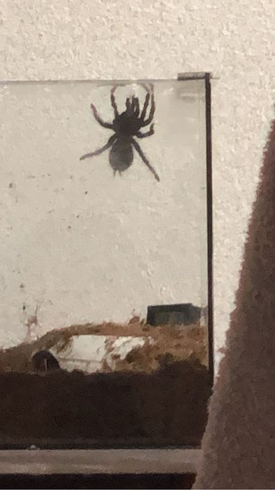 Pterinopelma sazimai