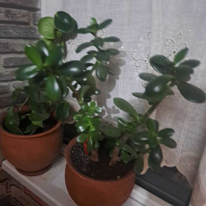 Денежное дерево цветок продаю