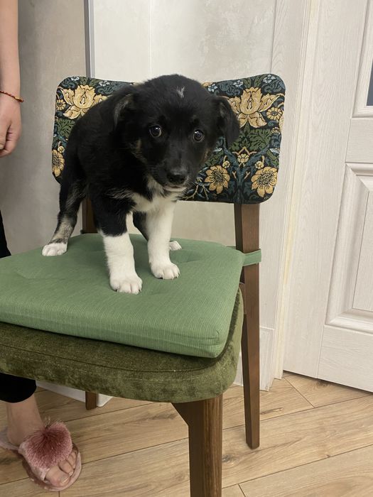 Щенок девочка плмесь