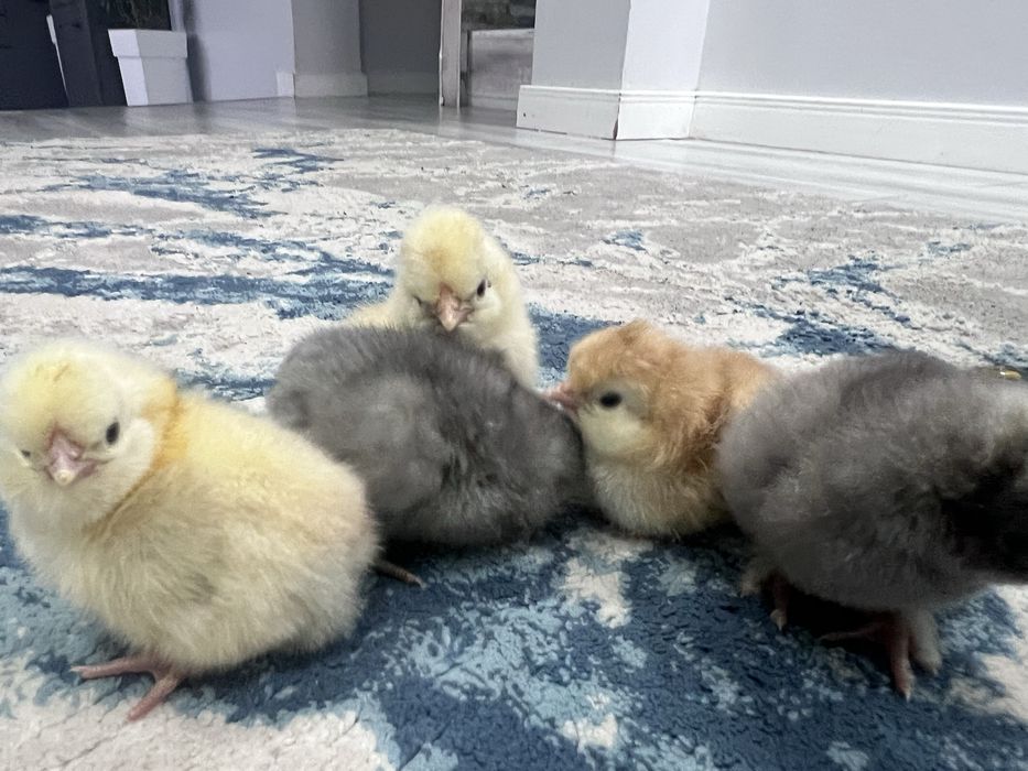 Pui metisato de o zi