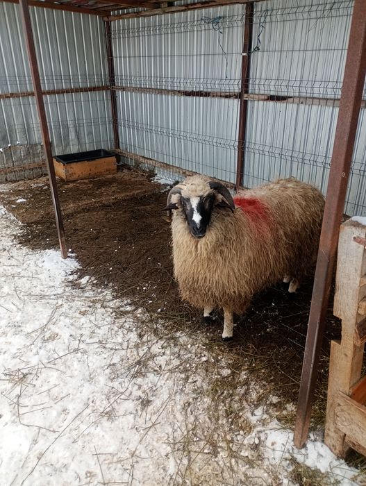 Berbec rasa pt reproductie