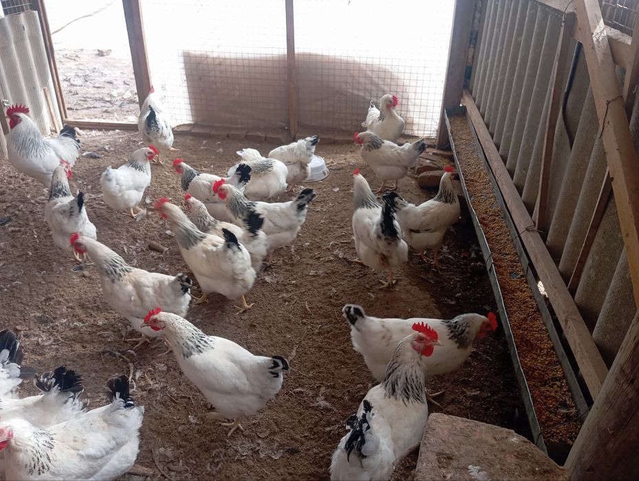 Adler Serebro nomli tovuq jojalarga