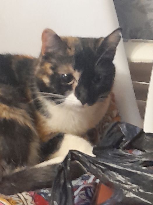 Кошка мышеловка 2 года