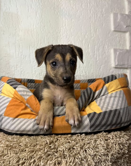 Щенки с приюта бесплатно