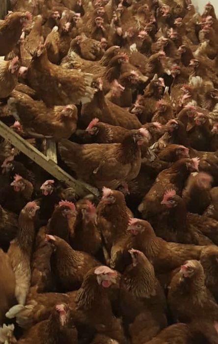 Vindem gaini  de ouat Isa Brown