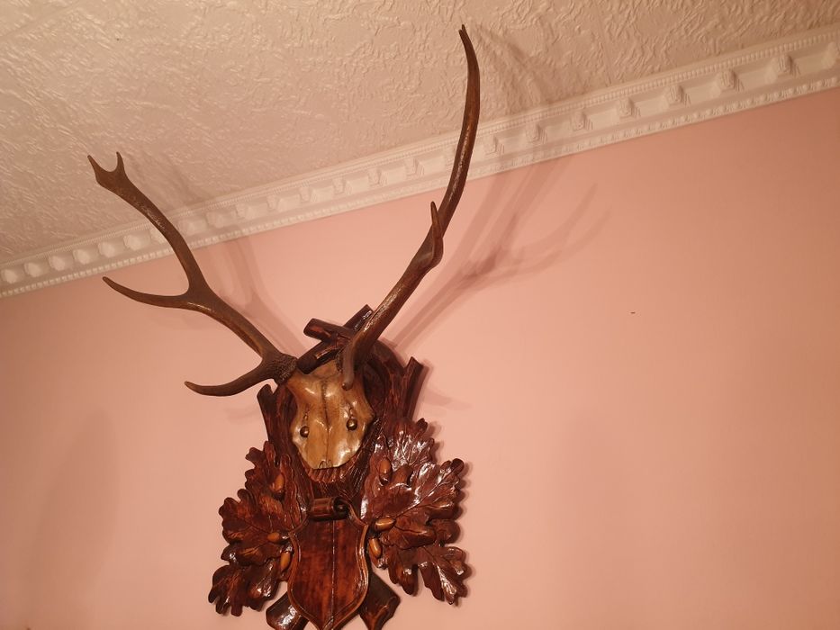 Trofeu de cerb panoplie