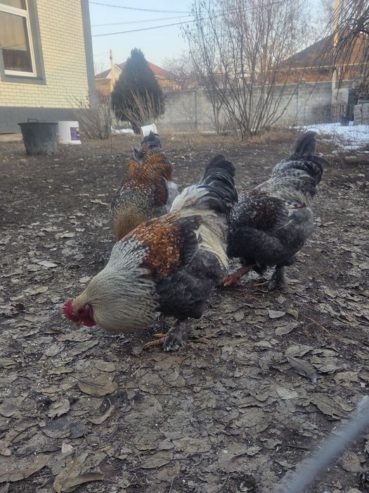 Продаются молодые петушки