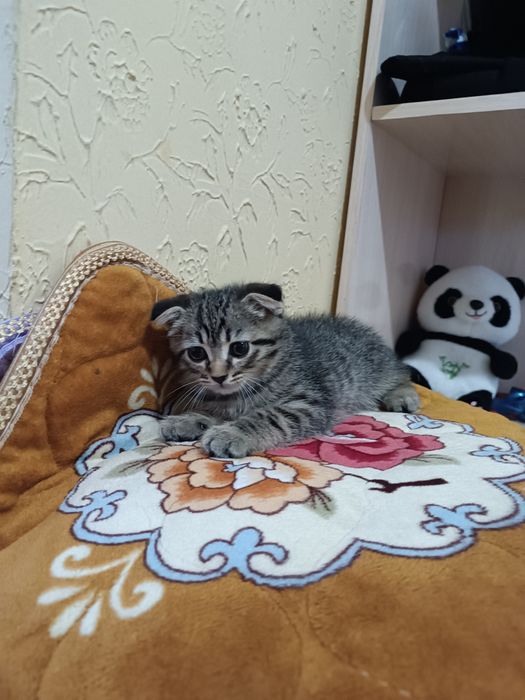 Висолуха котенок