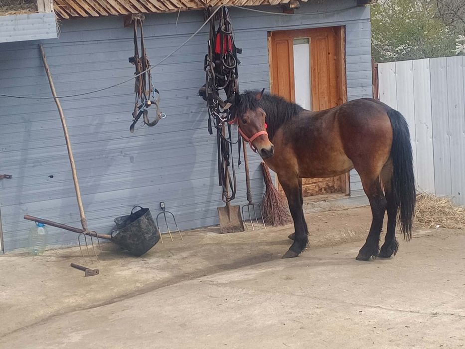 Manzl de vanzare
