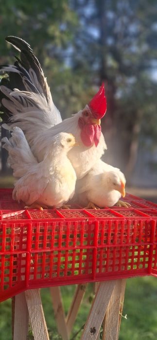 Декоративные куры шабо