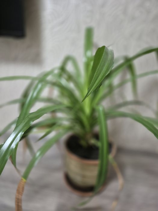 Домашние цветы, для дома