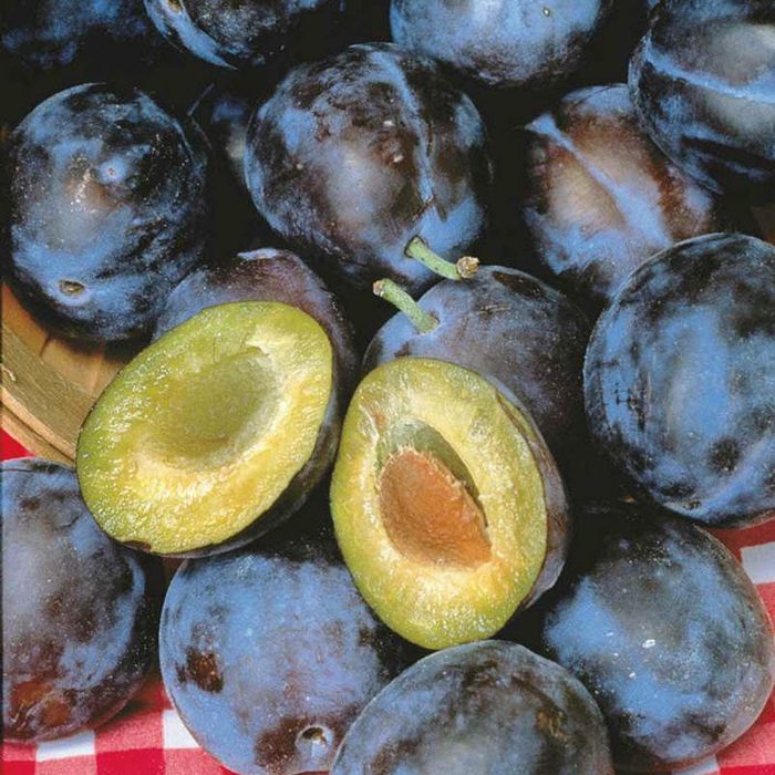 Vand puieti de pruni românești