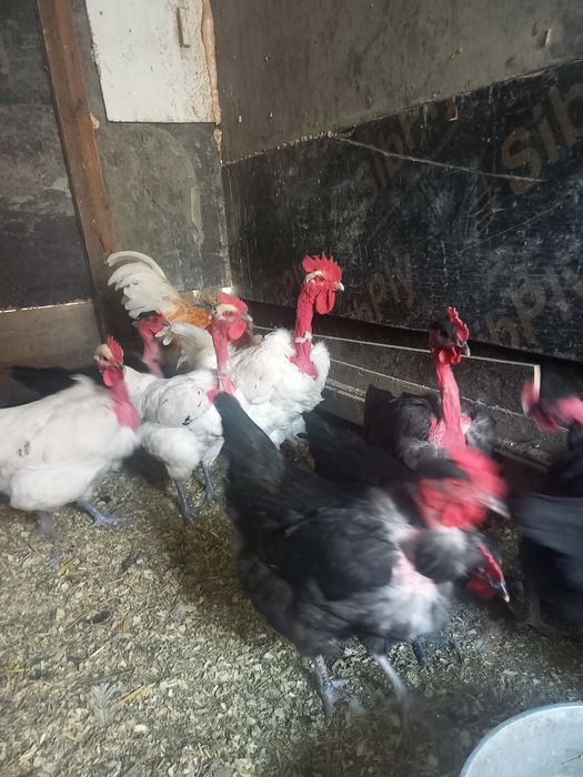 Голошейки цыплята