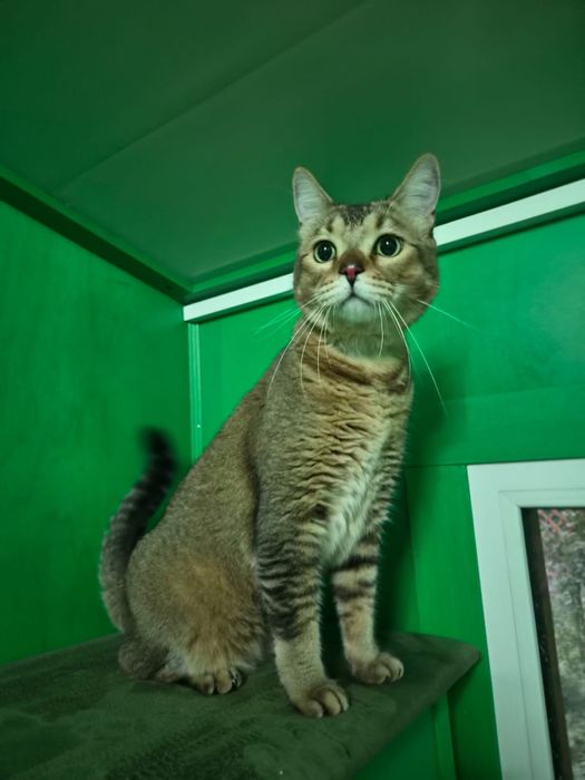 Абиссинский котик в добрые руки
