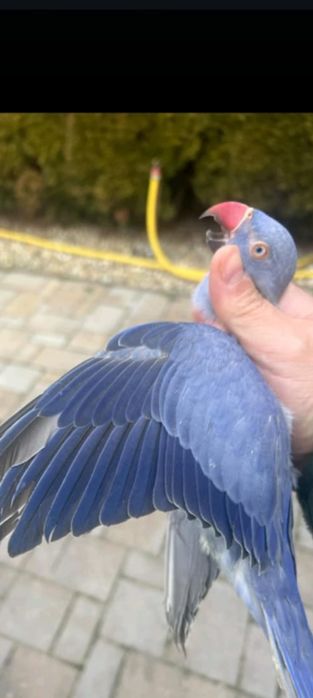 Micul Alexandru albastru cap coadă și violet