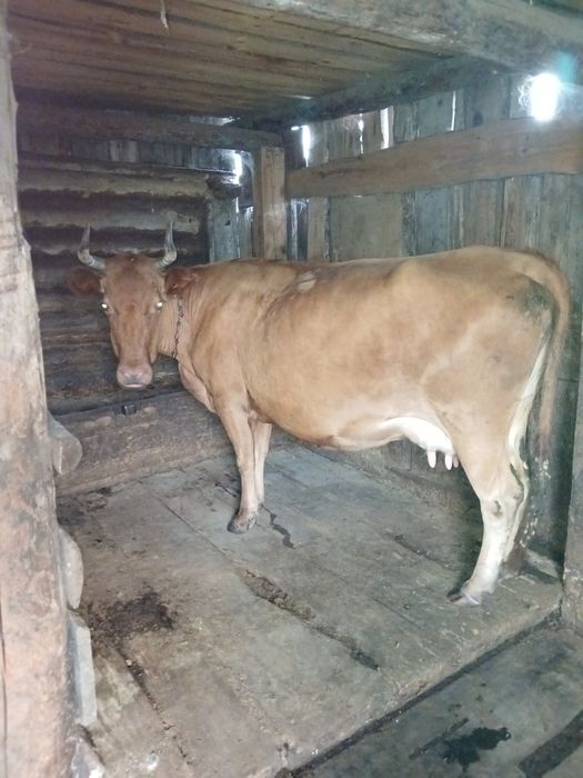 Продамаем корову