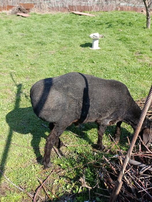 Qo'chqor bor qochqor