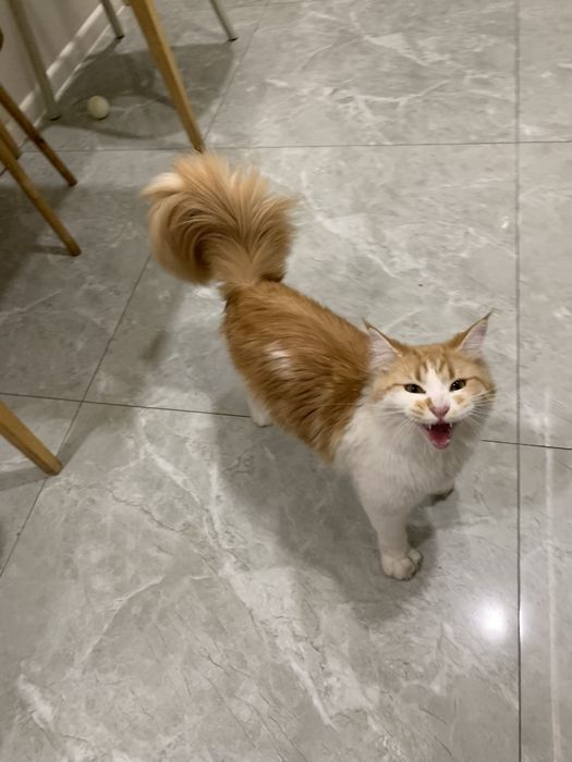 Девочка мейнкун с родословной