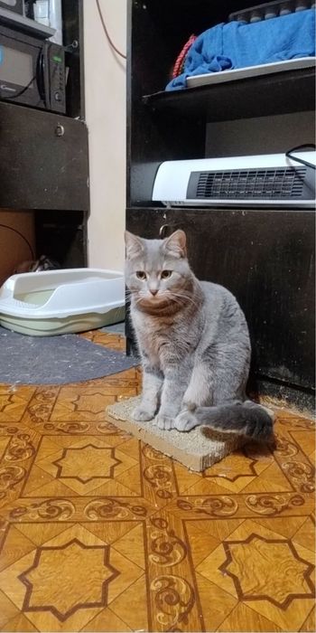 Подарявам котенца