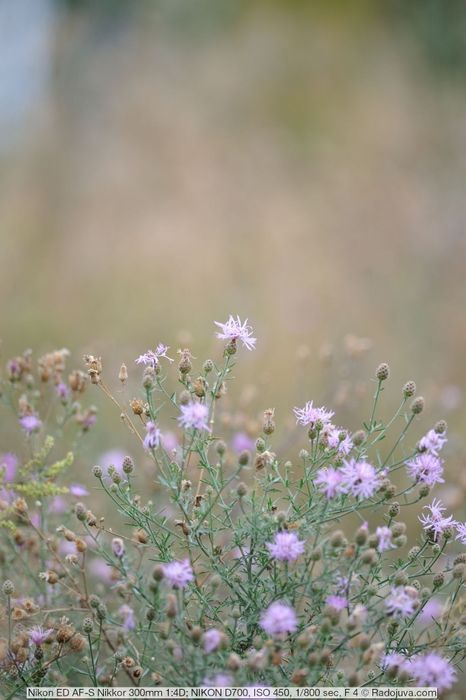 Объектив Nikon 300 mm f4