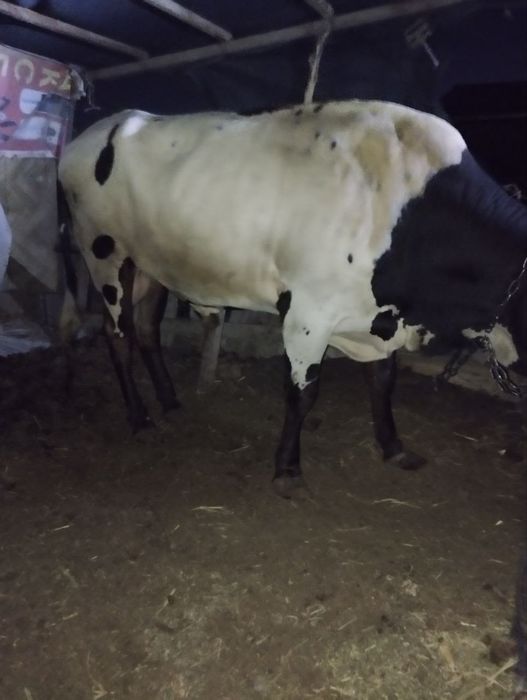 Buqqa sotiladi sog'lom va baquvat