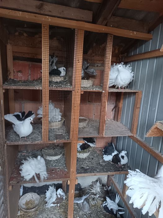 Vând porumbei ornament