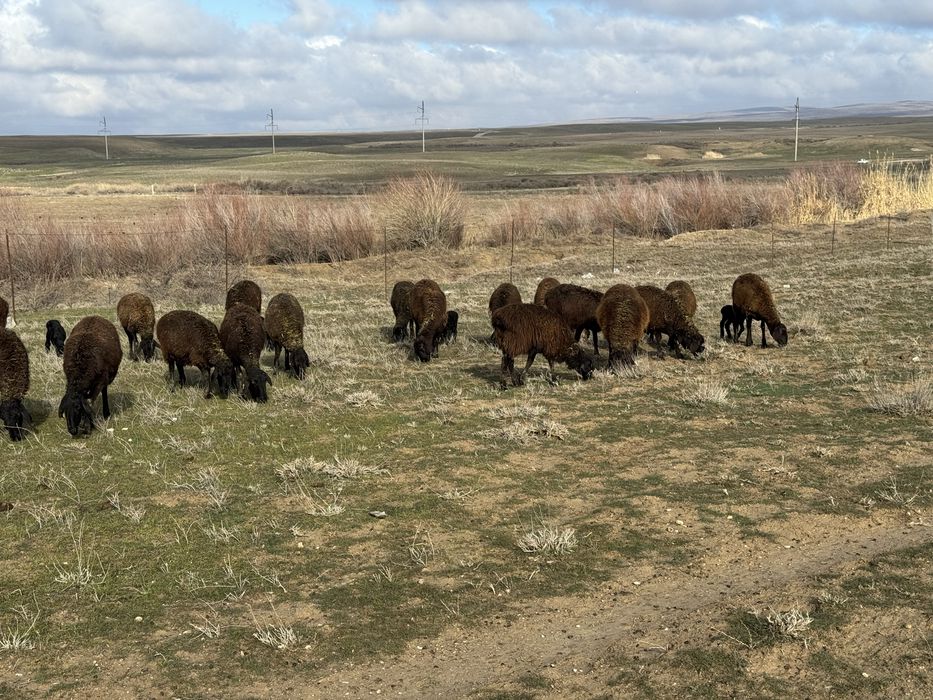Кой сатылад жас барлыгы