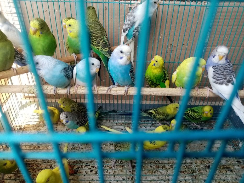 Продам попугай молодые волнистые