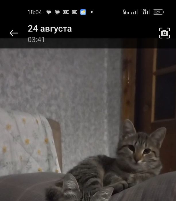 Пропала кошка возле Муратбаева 36