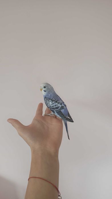 Vând o pereche de peruși