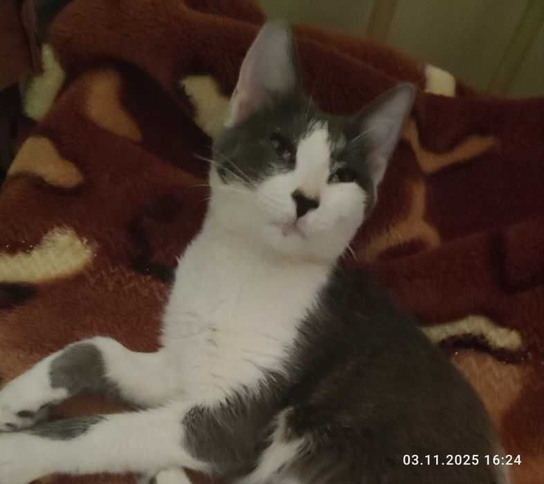 Ручная ласковая кошка