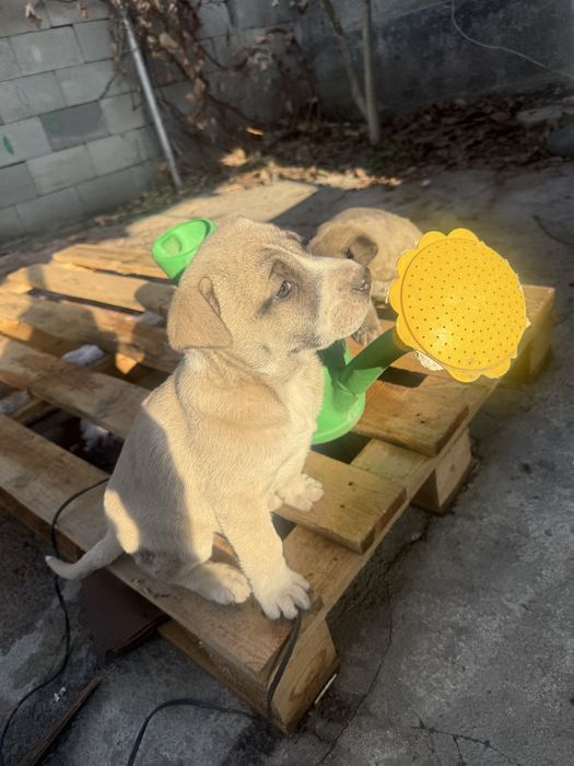 Продам щенка питбуль с азиатом