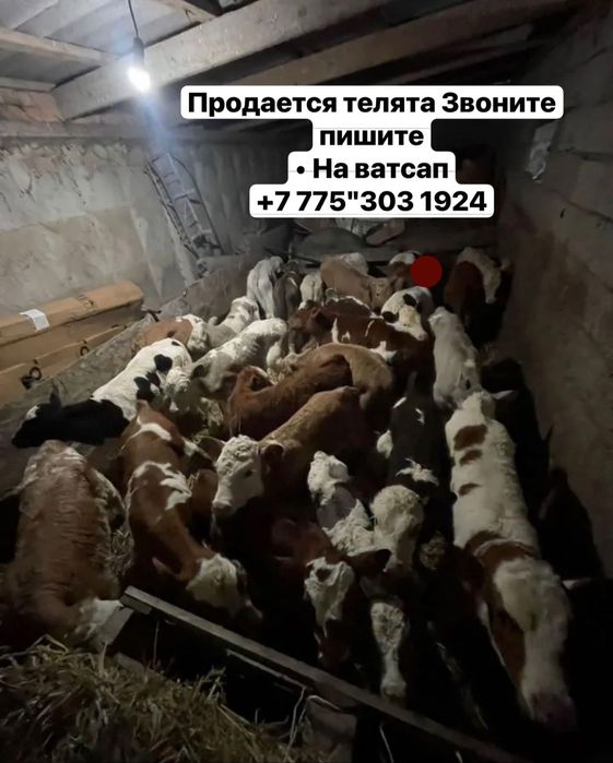 Продаются телята, здоровые, крепкие…