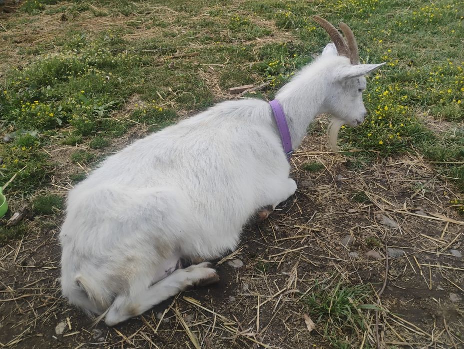 Vând doua capre și o ieduță