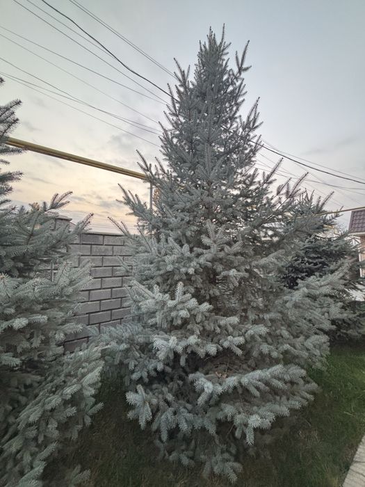 Продам ель голубую
