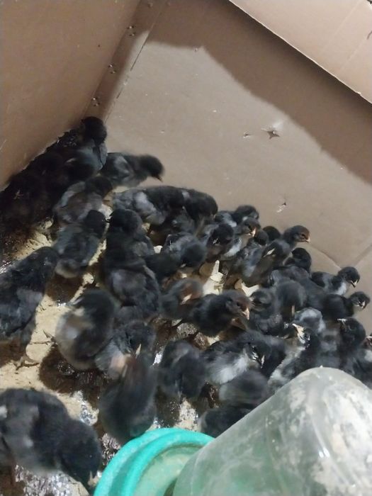 Кора шахзода жужалари