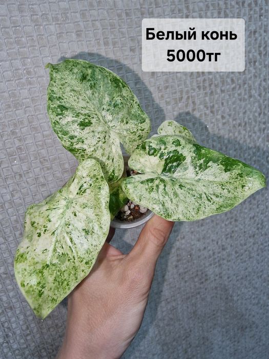 Продам комнатные растения