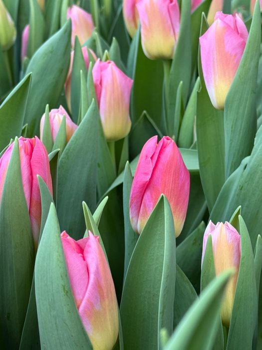 Тюльпаны оптом и в розницу